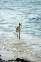 heron on the seaside