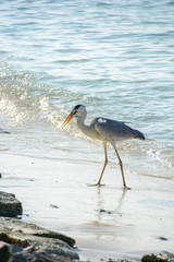 heron on the seaside