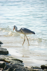 heron on the seaside