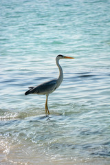heron on the seaside