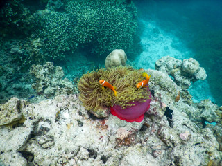 nemo at home clownfish