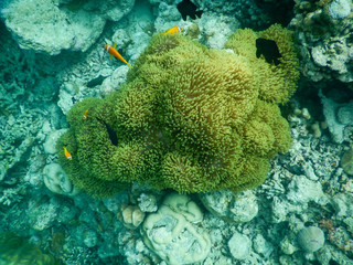 nemo at home clownfish