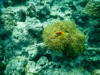 nemo at home clownfish