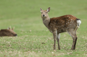 A pretty female Manchurian Sika Deer, Cervus nippon mantchuricus, standing in a field at the edge of woodland.