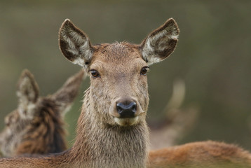 A head shot of a pretty female Red Deer, Cervus elaphus, feeding in field at the edge of woodland. 