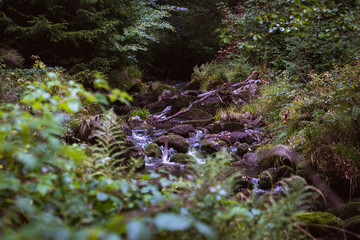 Wasserlauf im Wald