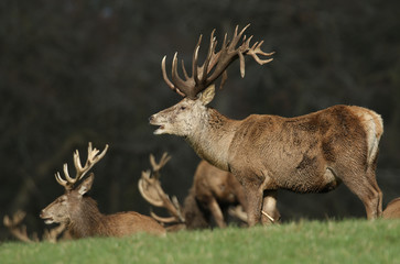 Magnificent Red Deer Stags, Cervus elaphus, standing, grazing and resting in a field. 