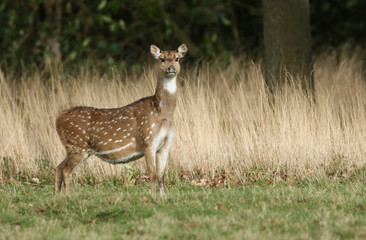 A beautiful female Axis Deer, Cervus axis, standing in a field at the edge of woodland.
