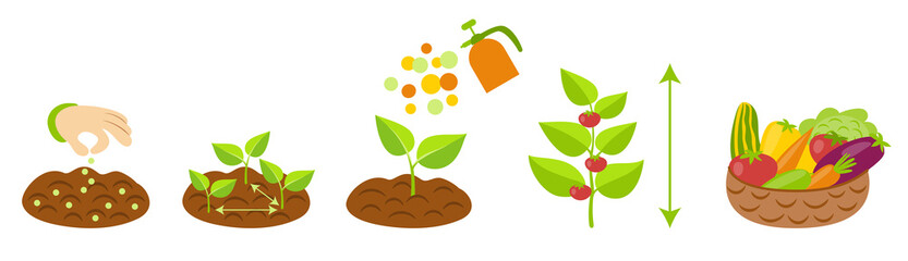 Plant growth stages infographics. Planting instruction template. Vegetables growth process. Planting rules