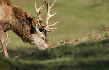 A head shot of a magnificent Red Deer Stag, Cervus elaphus, feeding in field at the edge of woodland. 