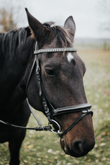 Fototapeta premium portrait of a horse