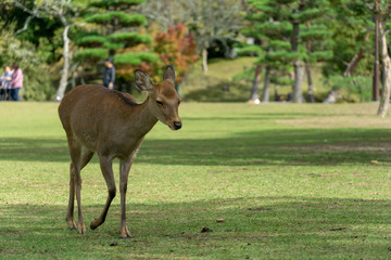 Naklejka na ściany i meble Deers in Nara in Japan