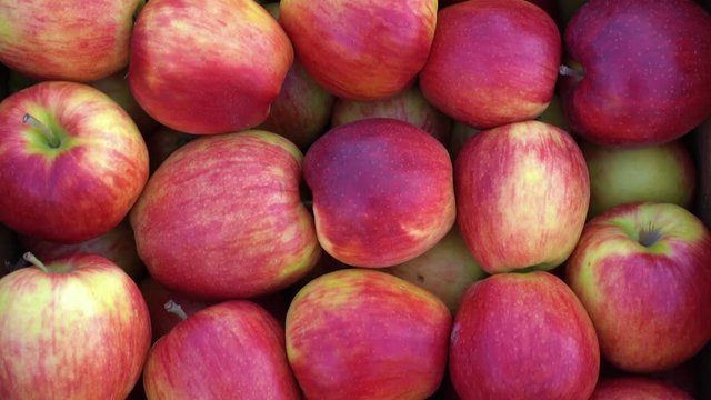 pile of red apples. autumn harvest