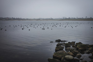 Ein ruhiger See mit Enten.