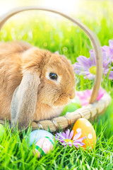 easter bunny with eggs in the grass in a easter basket