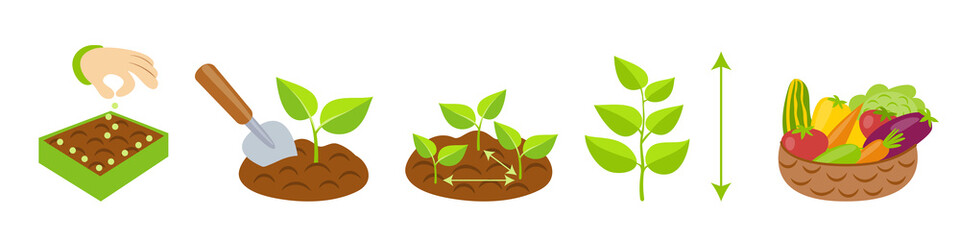 Plant growth stages infographics. Planting instruction template. Vegetables growth process. Planting rules