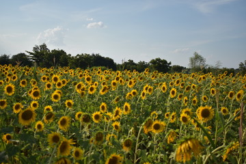 Obraz premium Sunflower farming in background with blue sky