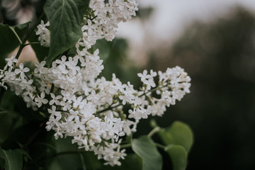 white flowers of a tree in spring