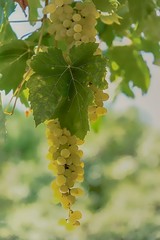 Wine Grapes Hanging from the Vine. Isolated Image.