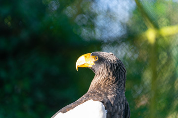 portrait of an stellar sea eagle