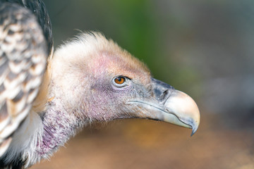 portrait of vulture