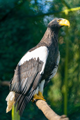 bird of prey - stellar sea eagle