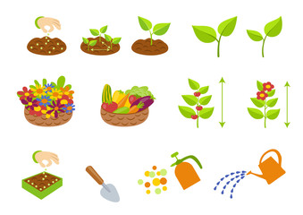 Infographic element collection. Creation set for plant growth stages infographics. Phases plant growing.