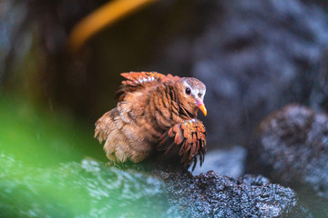 bird in water cleaning itself
