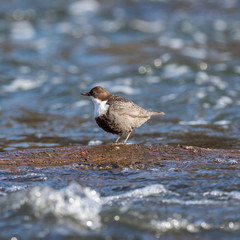The white-throated dipper (Cinclus cinclus), also known as the European dipper or just dipper, is...