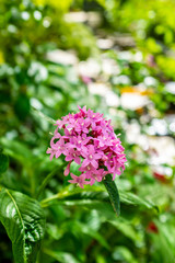 Bunch of Small Pink Flowers Plant by The River in Medellín, Colombia