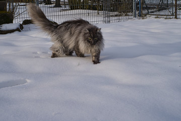 T&uuml;rkische Angora Katze mit grauem Langhaarfell und gr&uuml;nen Augen im Schnee im Winter im Garten
