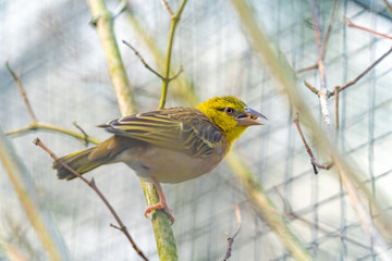 bird on a branch