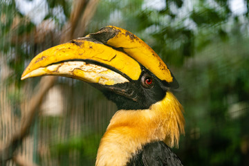 yellow hornbill © Tim Thurlings