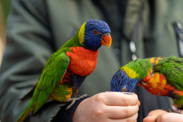 rainbow lorikeet eating