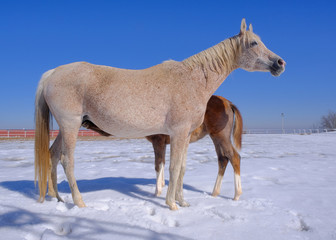 Obraz na płótnie Canvas white horse in winter