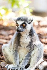 Valencia, Spain,3,6,2014: Ring-tailed Lemur of Madagascar at Bioparc in Valencia