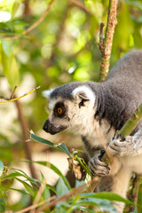 Fototapeta premium Valencia, Spain,3,6,2014: Ring-tailed Lemur of Madagascar at Bioparc in Valencia