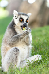 Valencia, Spain,3,6,2014: Ring-tailed Lemur of Madagascar at Bioparc in Valencia