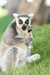 Valencia, Spain,3,6,2014: Ring-tailed Lemur of Madagascar at Bioparc in Valencia