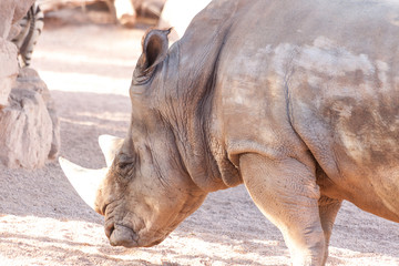Fototapeta premium Valencia, Spain,3,6,2014: White Rhinoceros at the Bioparc in Valencia
