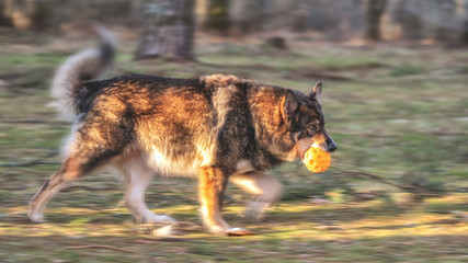 A large dog with thick hair plays with a toy ball in the Park