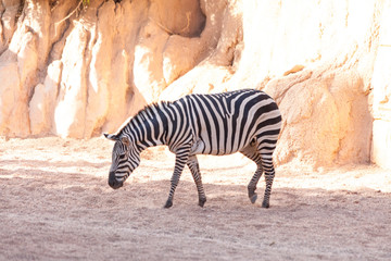 Fototapeta na wymiar Valencia, Spain,3,6,2014: Zebra at the Bioparc in Valencia