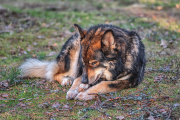 a big dog with a thick coat is gnawing on a bone