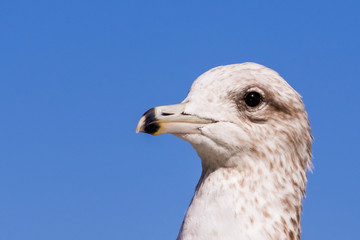 Close up of Ring-billed Gull (Larus delawarensis) head; San Francisco Bay Area, California