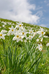 Wild Daffodils Field. Touch Of Spring.