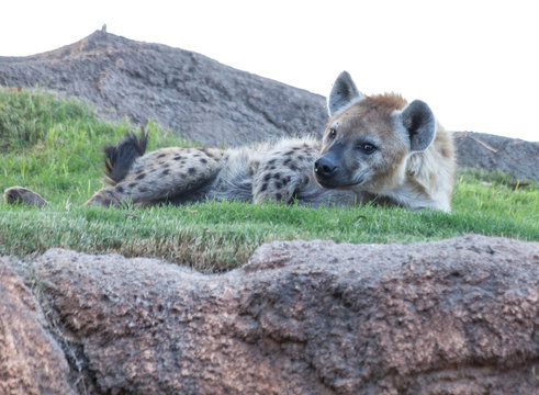 Valencia, Spain,3,6,2014: Hyena at the Bioparc in Valencia