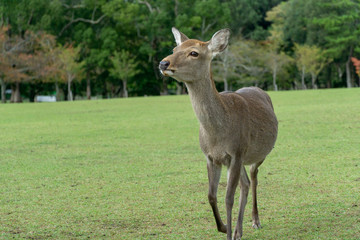 Deers in Nara in Japan