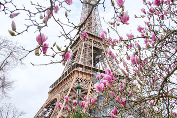 Fototapety  Blooming magnolia tree near the Eiffel tower in Paris, France.