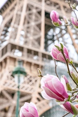 Blooming magnolias near the Eiffel tower in Paris, France