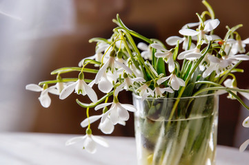 spring bouquet flowers snowdrops in a glass glass morning light from the window. Spring card with snowdrops place for text